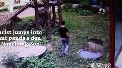 Chinese Tourist Who Jumps Into A Panda Den Gets Attacked By A Giant Panda