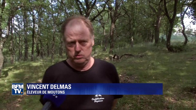 Abattage des loups: la réaction des éleveurs