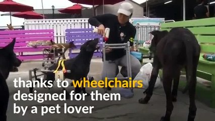 Taiwan’s injured shelter dogs get to walk again