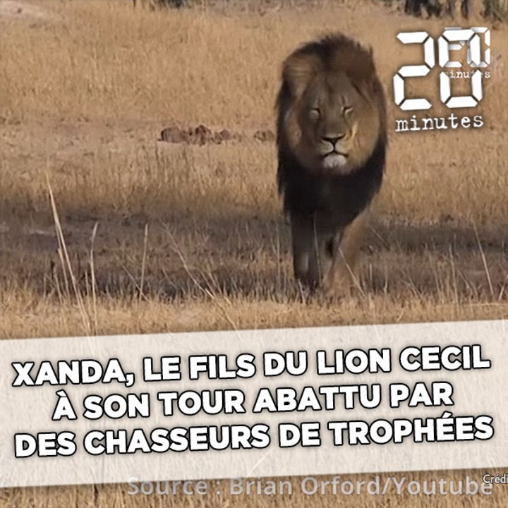 Xanda, le fils du lion Cecil, à son tour abattu par des chasseurs