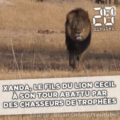Xanda, le fils du lion Cecil, à son tour abattu par des chasseurs