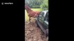 Horse scratches backside on man's car