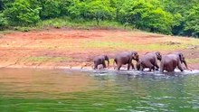 Thekkady wildlife sanctuary, Periyar Tiger Reserve - HD   munnar kerala