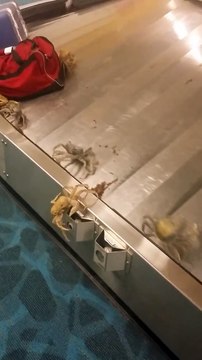 Mais que font ces crabes sur le tapis de bagages de l'aéroport