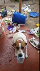 Oh le vilain chien coupable qui a vidé la poubelle... Adorable