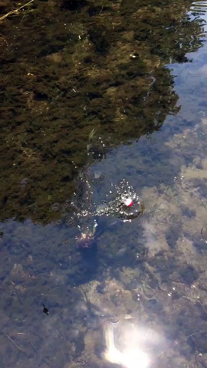 Ce brochet est en train de bouffer un rat... Impressionnant le poisson