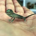 Un bébé caméléon c'est juste trop mignon