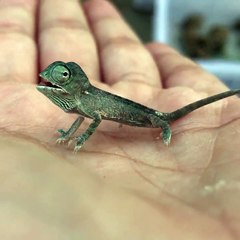 Download Video: Un bébé caméléon c'est juste trop mignon