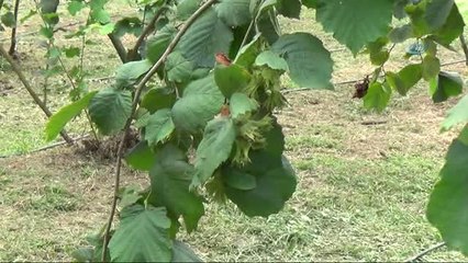 Ferrero Fındık Yetkilileri Üretici ile Bir Araya Gelerek Bahçe Günleri Yapıyor