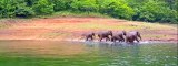 Thekkady wildlife sanctuary, Periyar Tiger Reserve - HD   munnar kerala t