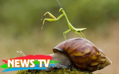 Top 10 loài côn trùng săn mồi nguy hiểm nhất thế giới