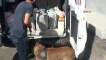 Mardin Dedektör Köpeği Akrep, Asma Yaprağı Arasına Gizlenen Esrarı Buldu
