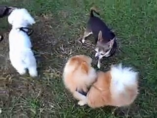 Jax and Dew playing at the dog park