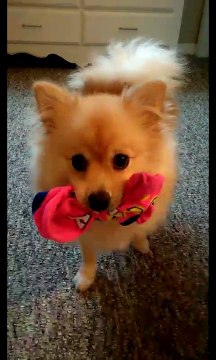 6 month old Pomeranian,Jaxon, steals socks