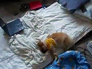 Boomer after having his head practically tore off by a Pit Bull