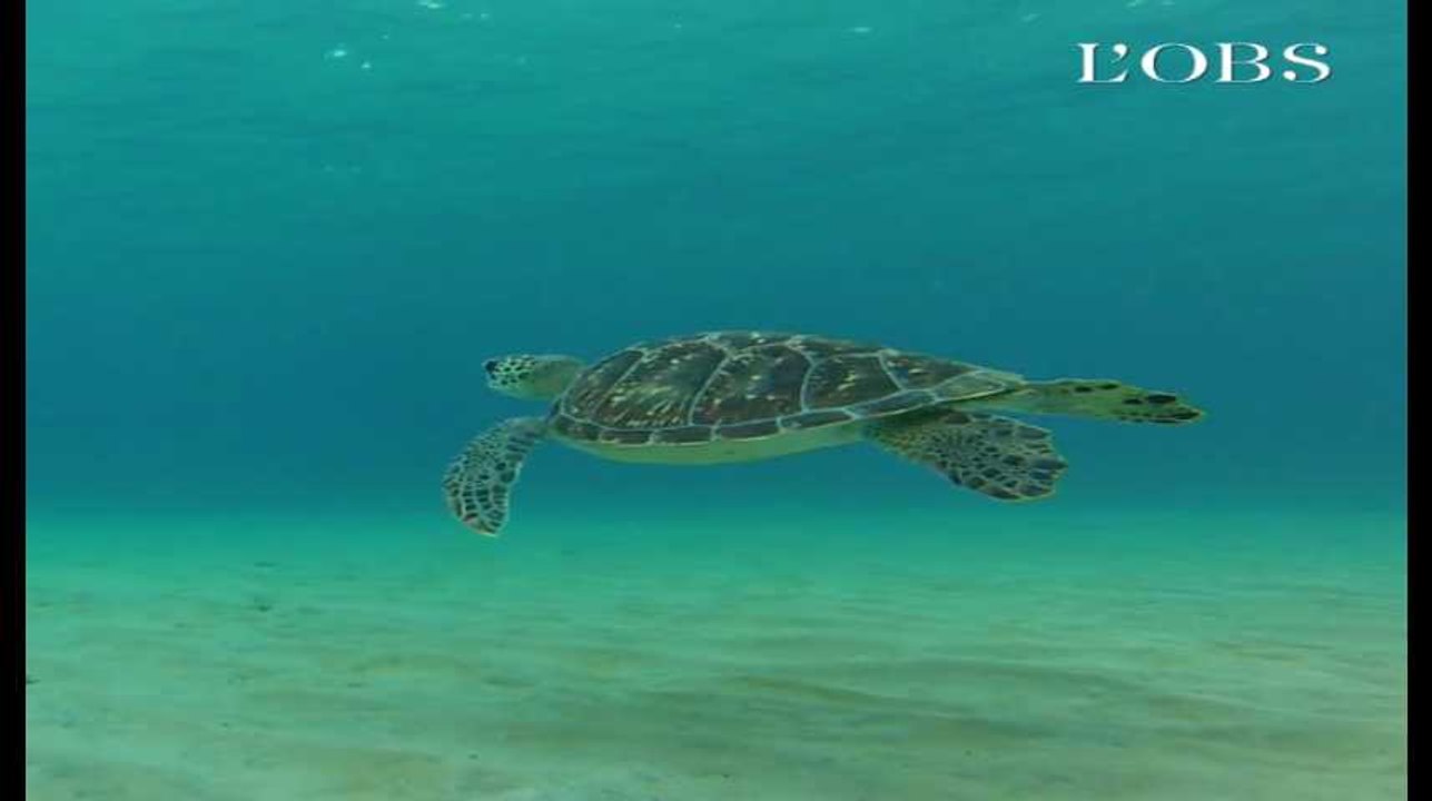 À Mayotte, des tortues massacrées et des militants de Sea Shepherd agressés