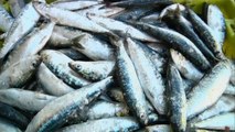 Sardinas em stocks mínimos alarmam pescadores