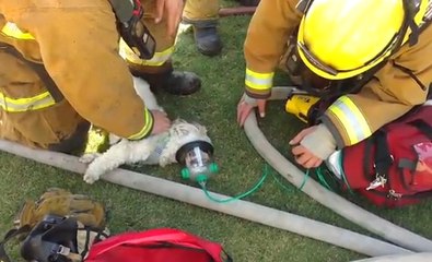İtfaiye Ekipleri Ölmek Üzere Olan Köpeği Böyle Hayata Döndürdü