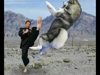 Chuck Norris Mandamientos