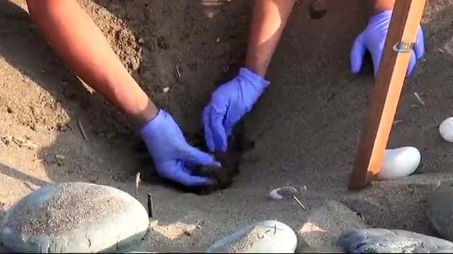 Yavru Caretta Carettalar Denizle Buluştu