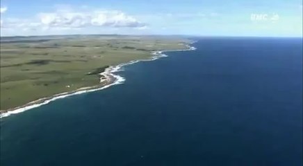 Étonnantes capacités d'un singe à 3 membres