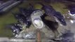 Man Feeds Alligators Food From His Own Mouth