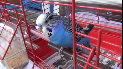 Muhabbet Kuşu Fıstık'ı Yanında Hiç Ayırmıyor