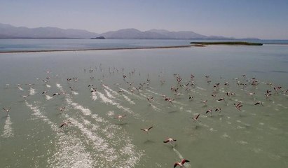 Van Gölü'nde flamingoların dansı hayran bırakıyor