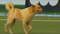 || Top 10 Funny Moments with Animals In Cricket Match | Special cricket videos ||