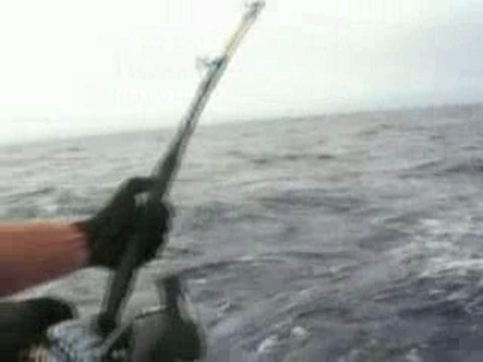 combat 4h15 avec thon rouge bosniac seriola& poisson rouge