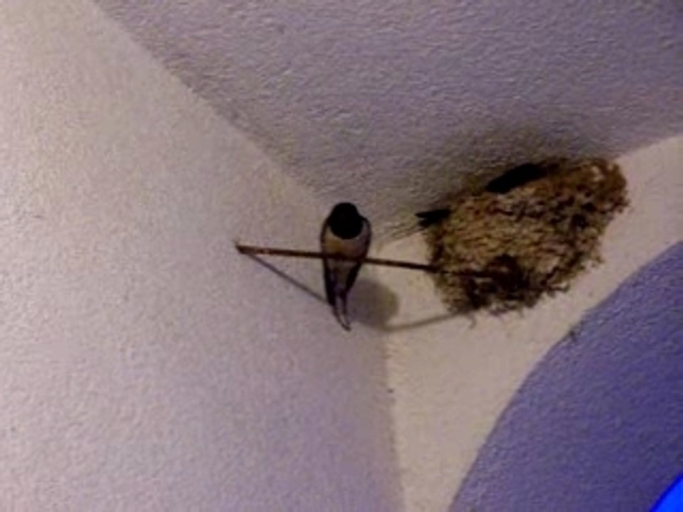 les Hirondelles, d'autres pensionnaires