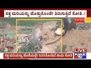 Kolar: Monkey Carries Baby Monkey Even After 2 Days Of Its Death