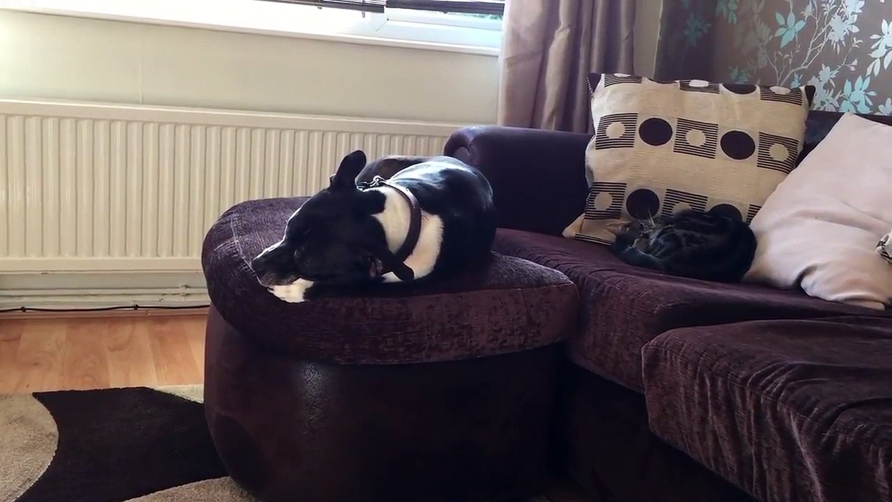 Quand un chien rêve un peu trop fort !
