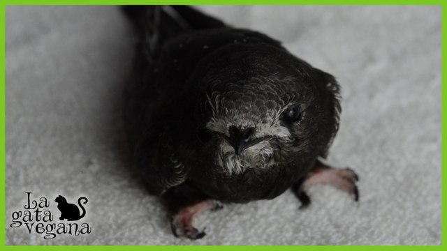 QUÉ HACER SI ENCUENTRAS UN VENCEJO | CUIDADOS: ALIMENTACIÓN, ALOJAMIENTO, LIBERACIÓN E HIDRATACIÓN