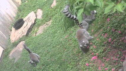 Adorables Lémuriens dans un parc zoologique!!
