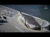 Aparece ballena a orillas del río Sena | Noticias con Yuriria Sierra