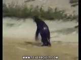 penguin On Drugs