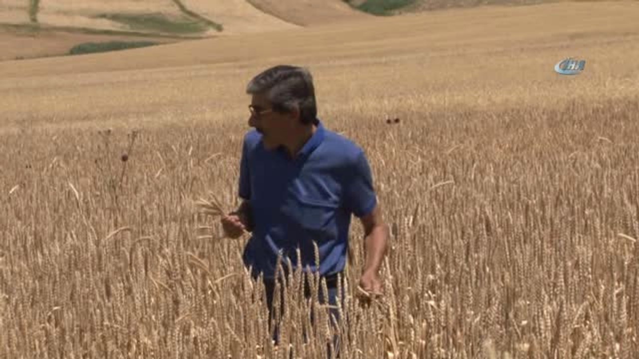 Sivas Ziraat Odası Başkanı Hacı Çetindağ, "Bugün Yaptığımız İncelemede Hem Kalitenin Yüksek...