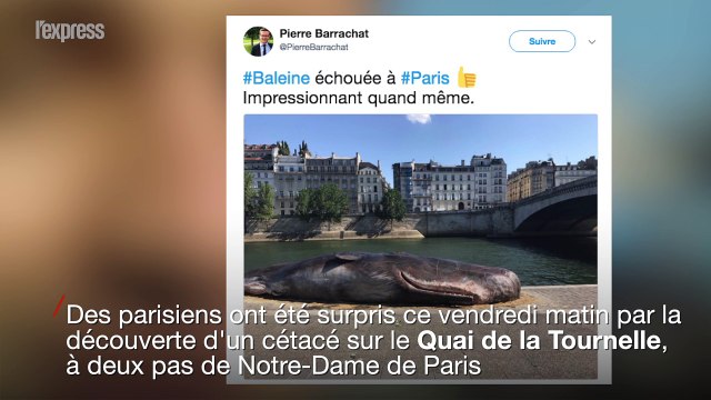 Comment une baleine a pu s'échouer sur les quais de Seine à Paris