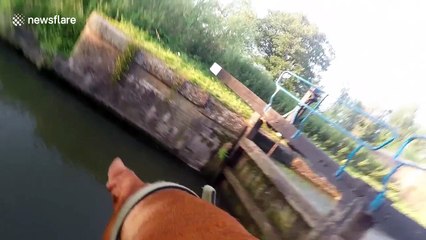 Take a ride on a dog's back on a beautiful summer's evening