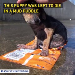 Bright Side - A brave little dog gets rescued.