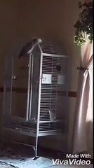 "Putain, ne tire pas !": Quand un perroquet témoin d'un crime répète les derniers mots de son maître - VIDÉO