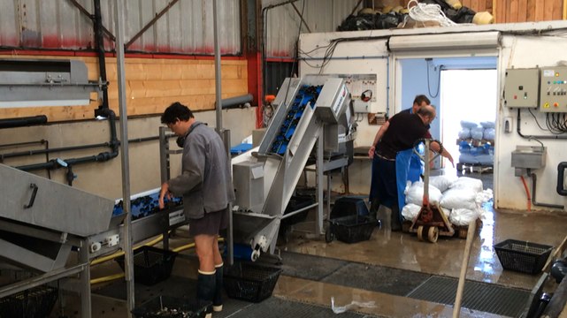 Lavage et transformation des moules de Bouchot
