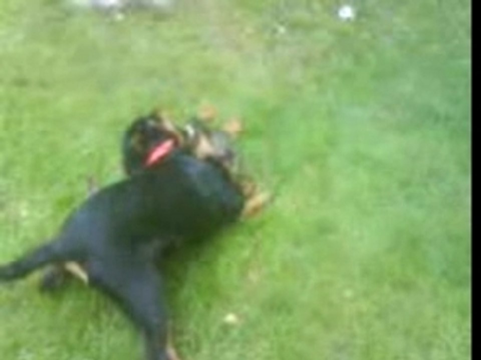 rottweiler spielen