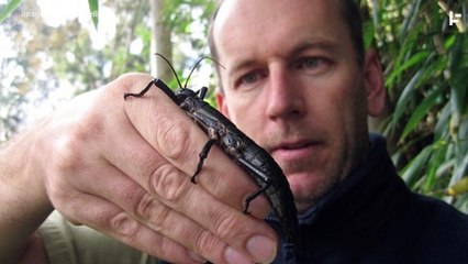Considered Extinct For 80 Years, This Giant Insect Makes an Unlikely Comeback