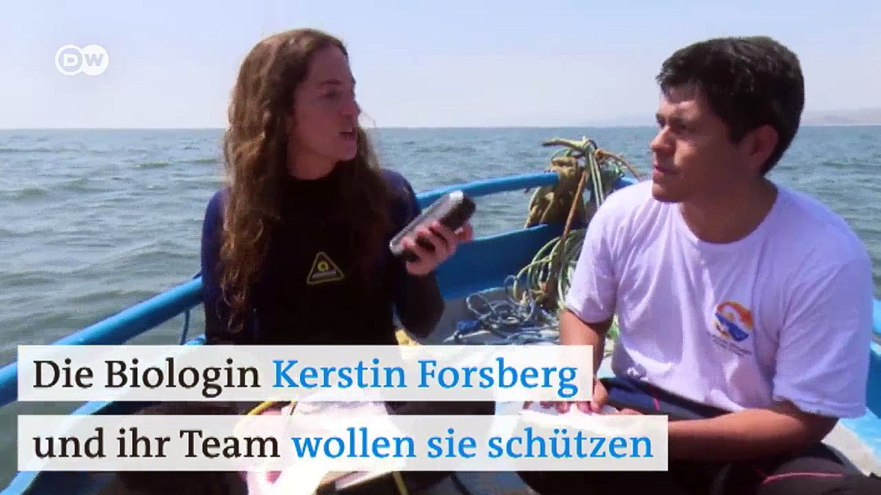 Meeresriesen brauchen Schutz | DW Deutsch