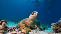 Tartarugas marinhas encontram refúgio no Oceano Índico