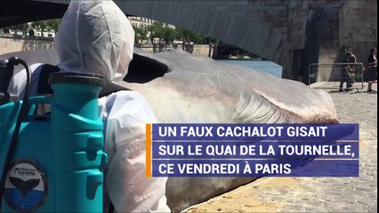 Mais pourquoi ce cachalot s'est-il échoué en plein Paris ?