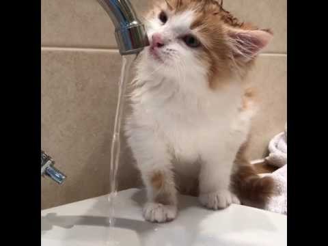 Eleven-Week-Old Kitten Discovers Tap Water for the First Time