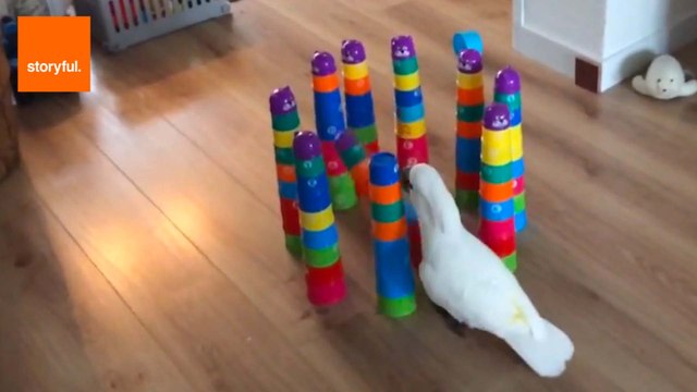 Angry Cockatoo Has No Time for Plastic Cups